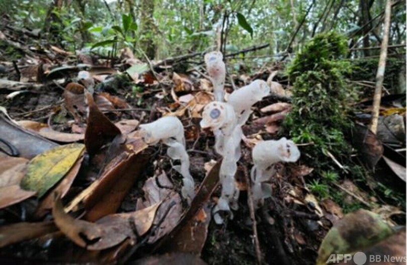 「冥界の花」ギンリョウソウモドキを発見 中国・広西