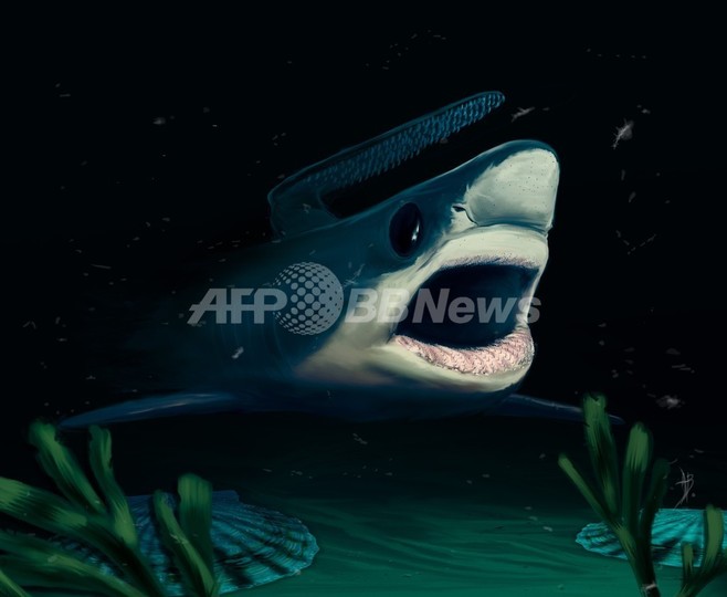 古代の小型サメ、大量絶滅を生き延びていた可能性 研究 古代の小型サメ、大量絶滅を生き延びていた可能性 研究