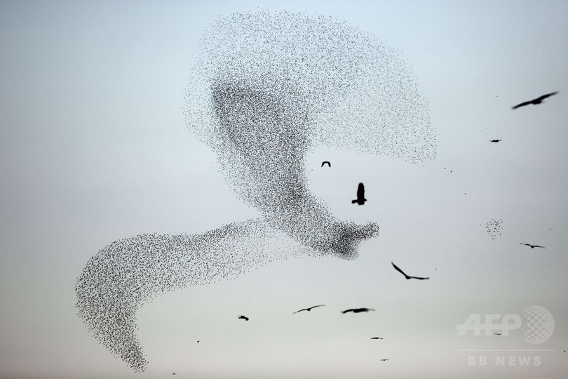 まるで1羽の大きな鳥 夕暮れ時のムクドリの群れ イスラエル 写真9枚 国際ニュース Afpbb News