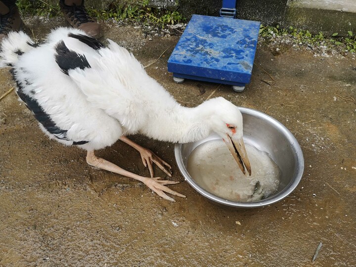 保護されたコウノトリ 野生に復帰 江西省 写真18枚 国際ニュース Afpbb News