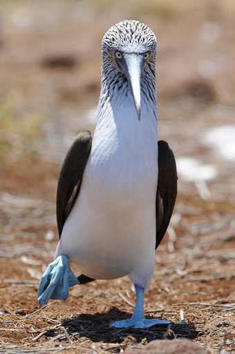 写真特集 珍しい動物たち 写真16枚 国際ニュース Afpbb News