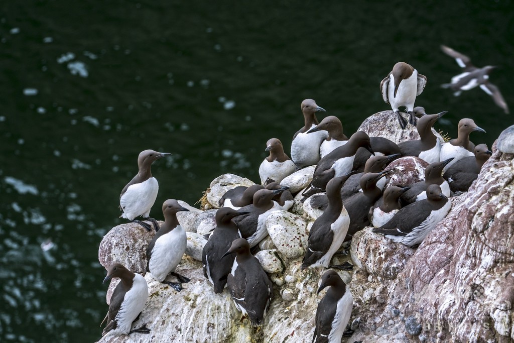 ウミガラス約100万羽が餓死、温暖化による熱波が原因か 研究 ウミガラス約100万羽が餓死、温暖化による熱波が原因か 研究