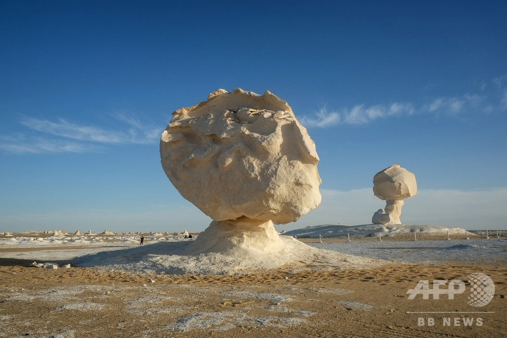 国際ニュース：AFPBB News巨大なきのこ？ 風で浸食された白砂漠の奇岩 エジプト