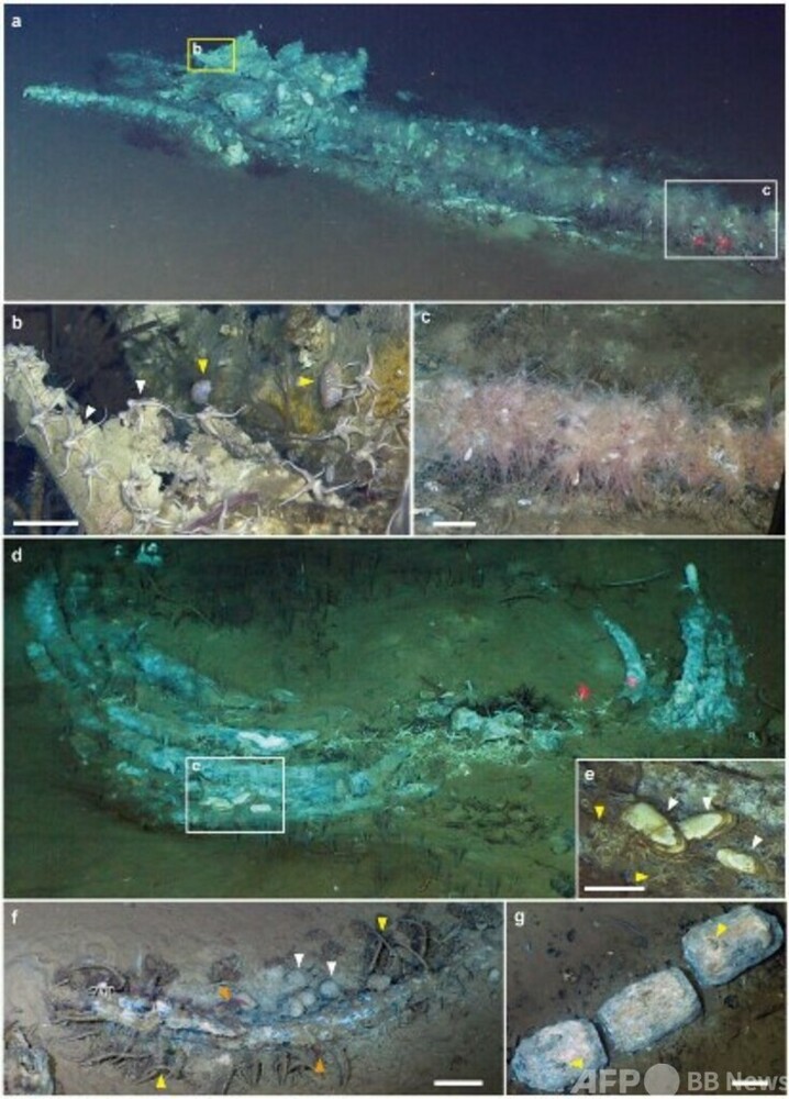 世界最深海底で530万年前のクジラの化石群を発見 中国主導探査計画