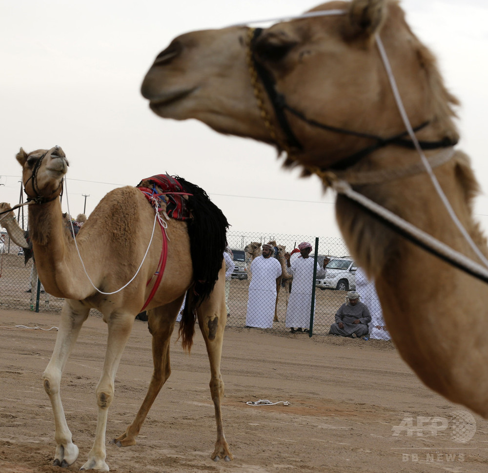 生後4か月男児 ラクダに頭かまれ負傷 フランス 写真1枚 国際ニュース Afpbb News