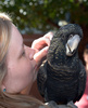 豪シドニー（Sydney）のダーリングハーバー（Darling Harbour）にある動物園「ワイルド・ライフ・シドニー（Wild Life Sydney Zoo）で、スタッフとたわむれるオウムの一種のブラックコカトゥー（2013年4月2日撮影）。(c)AFP/Saeed KHAN
