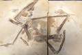 フランスからブラジルに返還された白亜紀の翼竜の化石（2022年5月24日撮影）。(c) JEAN-FRANCOIS MONIER / AFP
