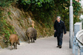香港の仔郊野公園で、野生のイノシシとすれ違う男性（2019年1月25日撮影）。(c)Anthony WALLACE / AFP