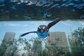 東京・池袋のサンシャイン水族館で、「天空のペンギン」と名付けられた水槽で泳ぐケープペンギン（2020年12月11日撮影）。(c)Kazuhiro NOGI / AFP