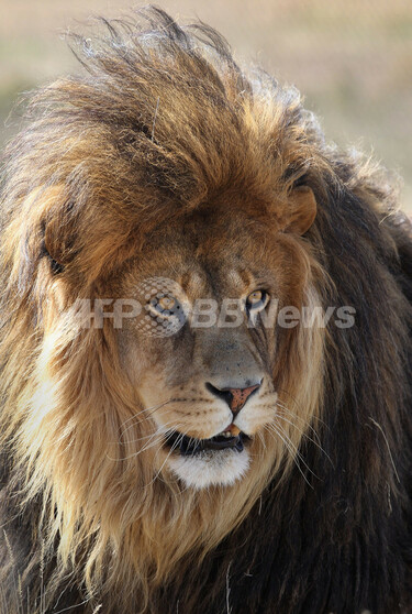 飼育員がライオンに襲われ死亡、米動物公園 写真1枚 国際ニュース