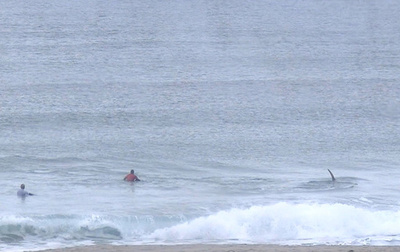 北極圏のサーフィン大会、出場者のすぐ横にシャチ登場