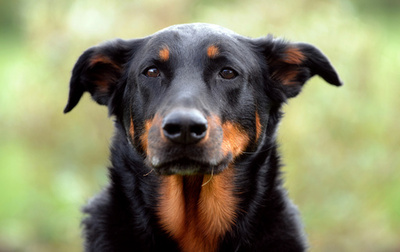 血友病の遺伝子治療、イヌの臨床試験で成功