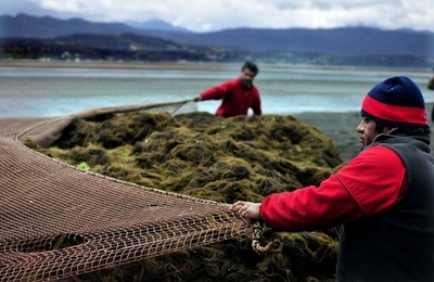 海藻由来の安価な代替燃料生産に道筋、米研究