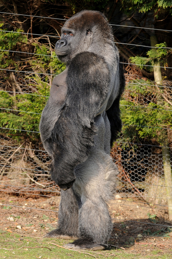 背筋ピーン！二本足で歩くゴリラが人気 英国