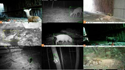 韓国・国立公園公団、野生動物17種を判別するAI開発…画像10万件の分析を8時間に