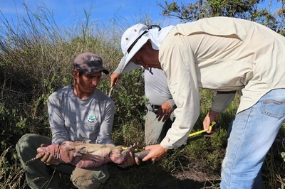 残りわずか211匹、ガラパゴス諸島のピンクイグアナ 個体数調査