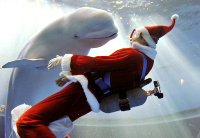 イルカもペンギンもメリークリスマス！八景島シーパラダイス