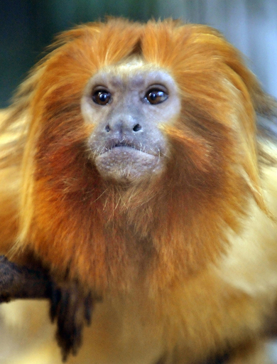 黄金色の毛に包まれたゴールデンライオンタマリン、静岡