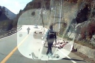 韓国で10トントラック転倒、豚130頭が路上に…警察官が4時間の“死闘”