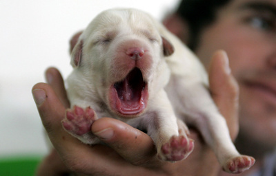 飼い主のあくびは「犬に伝染」、共感示す？東大・京大研究