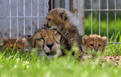 お母さんにスリスリ、じゃれ合うチーターの親子 チェコ