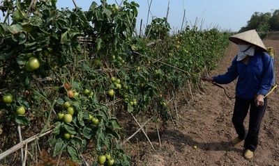 過去90年で最悪の干ばつ、ベトナム