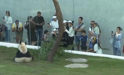 パンダ館、カタール観光の新たなスポットに