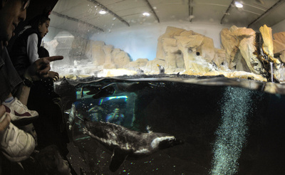 伊ジェノバの水族館