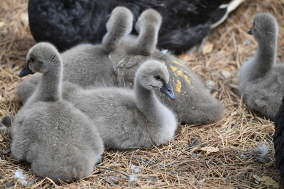 親鳥のそばにぴったり コクチョウのヒナたち 長春