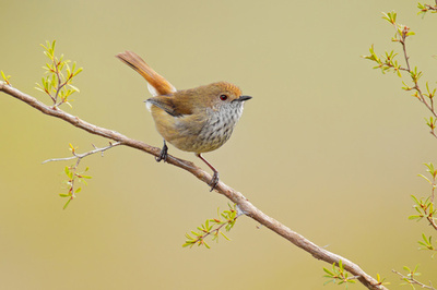 警戒声まね天敵だます、小鳥のずる賢い生態明らかに