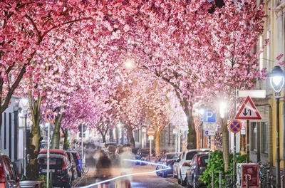 ピンクと光のトンネル、満開迎えた桜並木 ドイツ