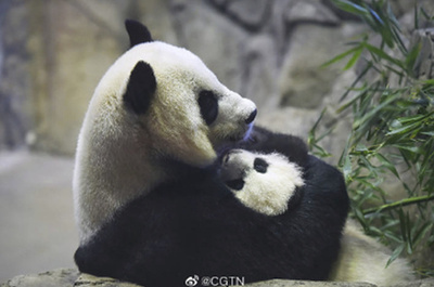 在米パンダ「美香」、今週にも第4子出産か