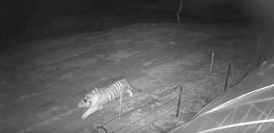 中ロ朝境界付近で野生の東北虎が餌を求めに村に