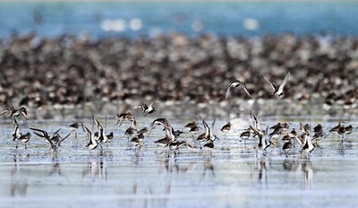 中国は世界の渡り鳥の移動の拠点の生態を着実に保護