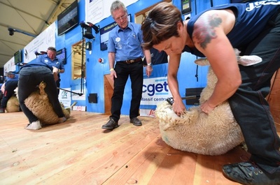 羊の毛刈り世界選手権、フランスで初開催 世界各地から名人集結