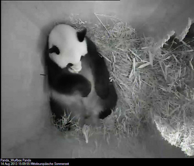 ウィーンの動物園で赤ちゃんパンダ誕生、自然妊娠で3頭目