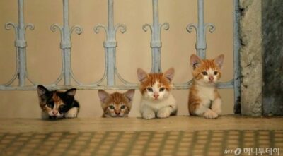 猫がヒーター“作動”で火事…韓国でペットによる火災続出