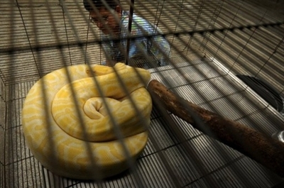 外来種が原因でフロリダのウサギやアライグマが激減