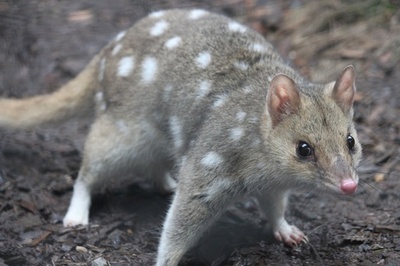 野生のフクロネコの赤ちゃん、オーストラリア本土で50年ぶりに誕生 