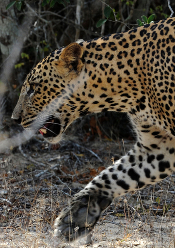スリランカ国立公園のしなやかなヒョウ
