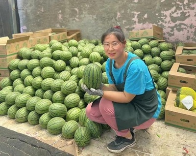 中国で「スイカ鑑定士」が人気職業に たたいた音で美味しさを見分ける 