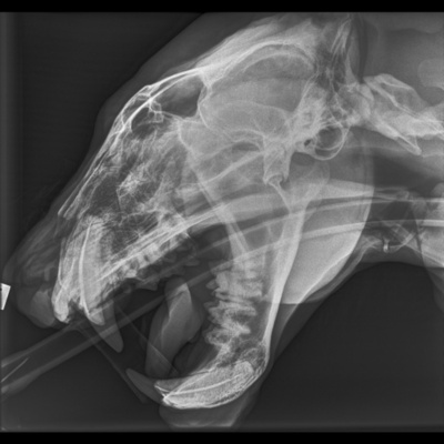 120キロのトラの健康診断、NZの動物園