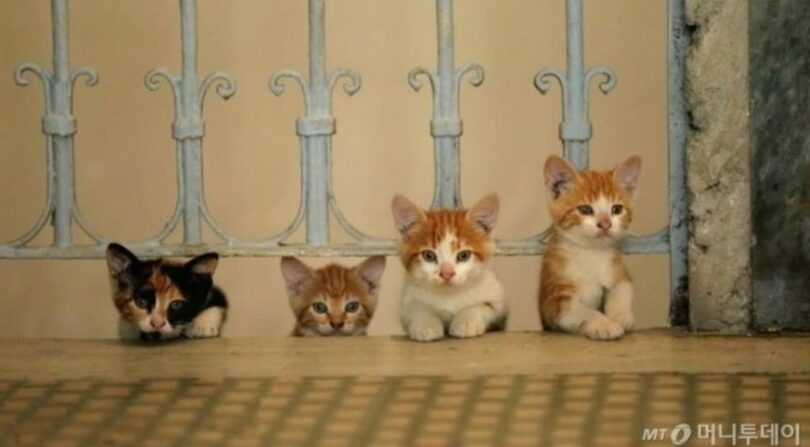 野良猫(c)MONEYTODAY