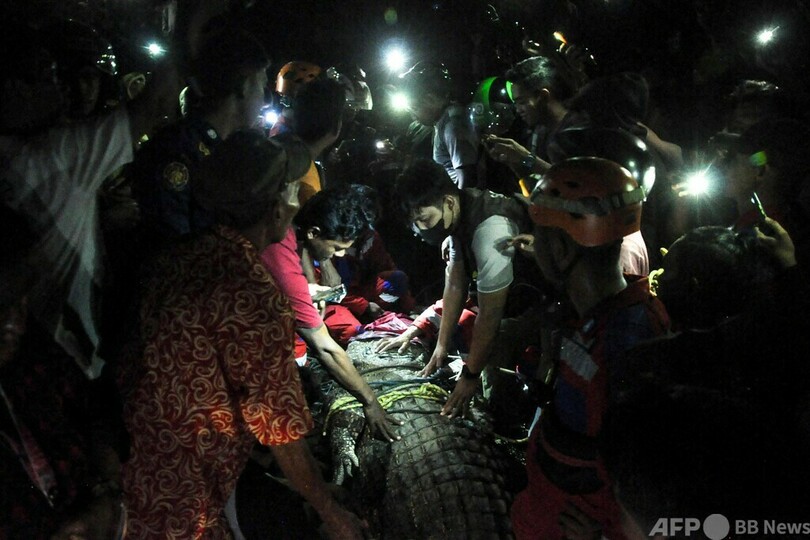 首タイヤ のワニ 自由の身に インドネシア 写真8枚 国際ニュース Afpbb News