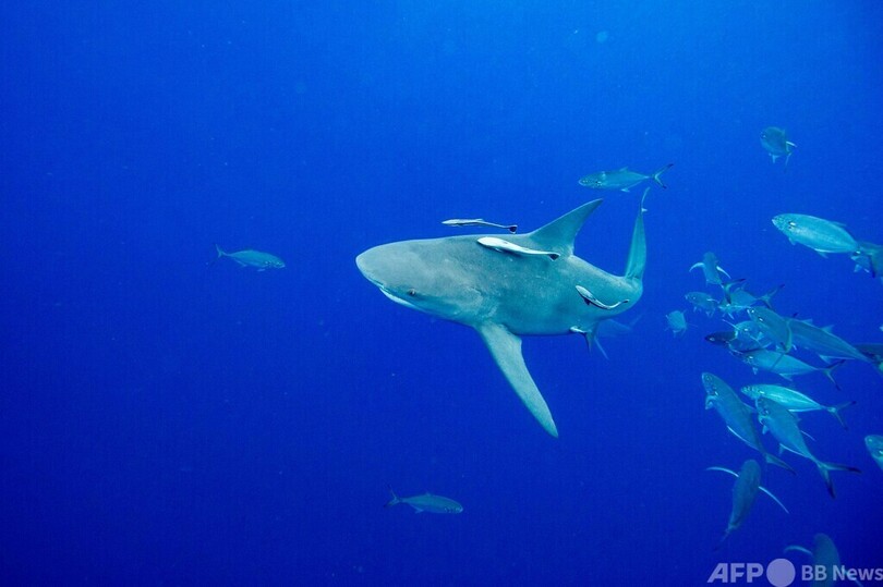 間近でサメを観察！ 米フロリダでダイビングツアー