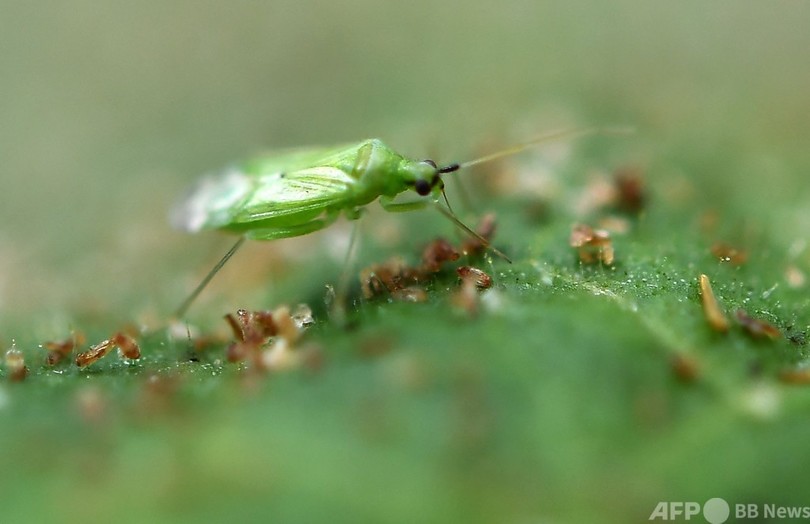 昆虫ファームが無農薬トマトを後押し フランス