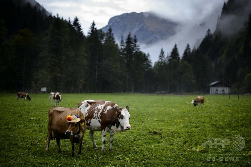 スイスでカウベル使用禁止の提言 関係者ら反発 写真1枚 国際ニュース Afpbb News