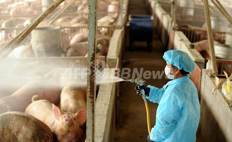 ブタの「トイレトレーニング」、台湾南部で大きな成果