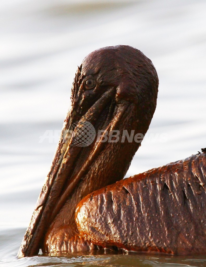 油まみれの鳥たち、メキシコ湾原油流出事故