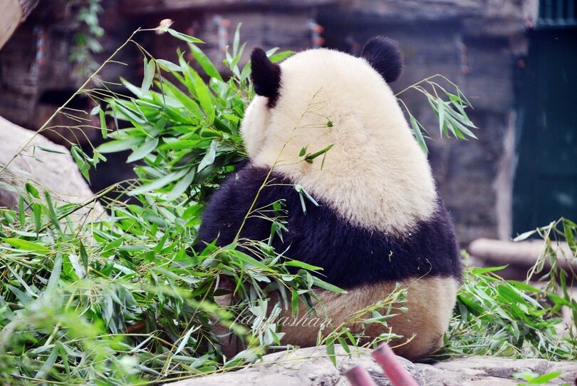 哀愁 ユーモア パンダの背中に何思う 北京動物園 写真6枚 国際ニュース Afpbb News